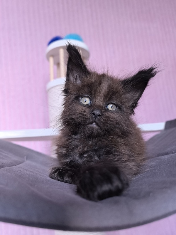 Gusar Akbars (polydactyl 55/66) - Kitten maine-coon 1 month 2 weeks