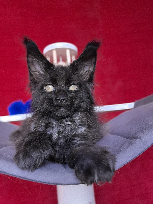 Gusar Akbars (polydactyl 55/66) - Kitten maine-coon 2 months 1 week