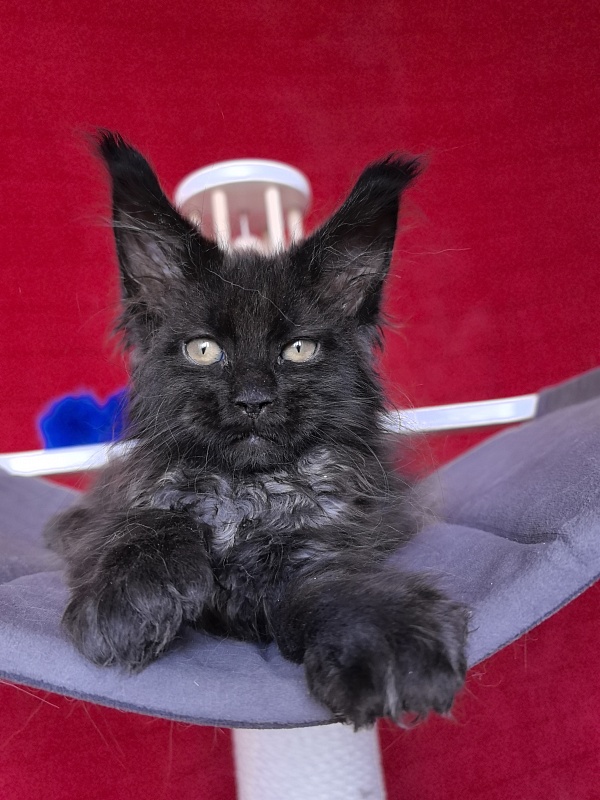 Gusar Akbars (polydactyl 55/66) - Kitten maine-coon 2 months 1 week
