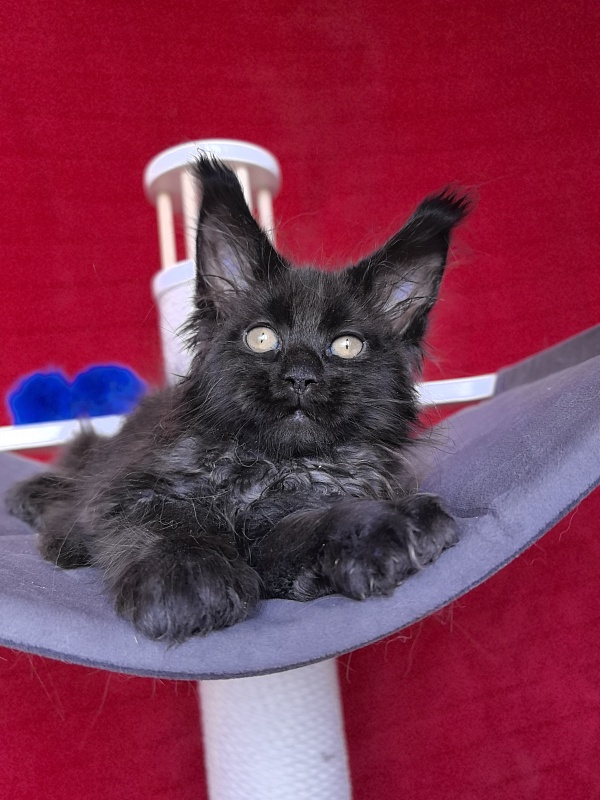 Gusar Akbars (polydactyl 55/66) - Kitten maine-coon 2 months 1 week