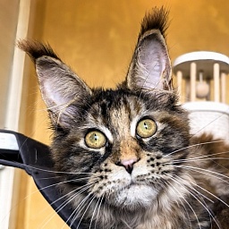 Gloria Kitty Akbars