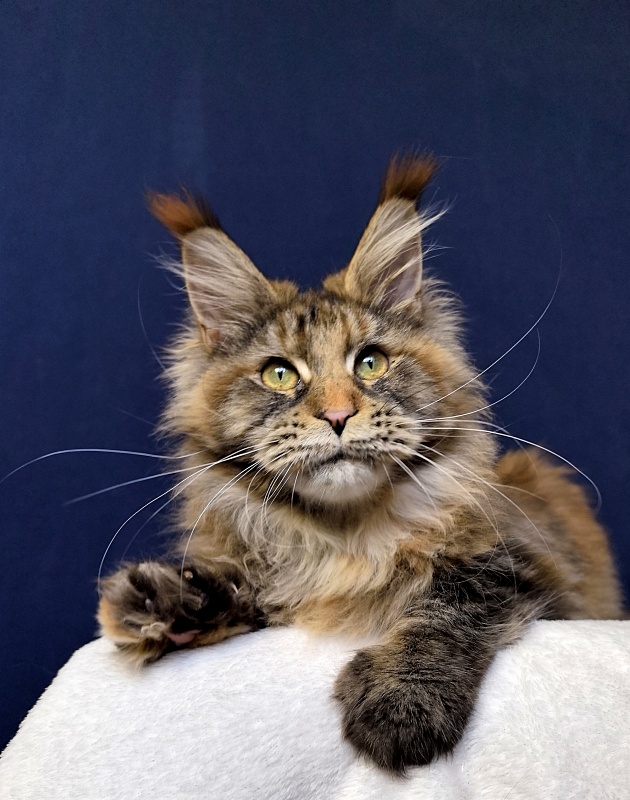 Gloria Kitty Akbars - Kitten maine-coon 6 months 2.5 weeks