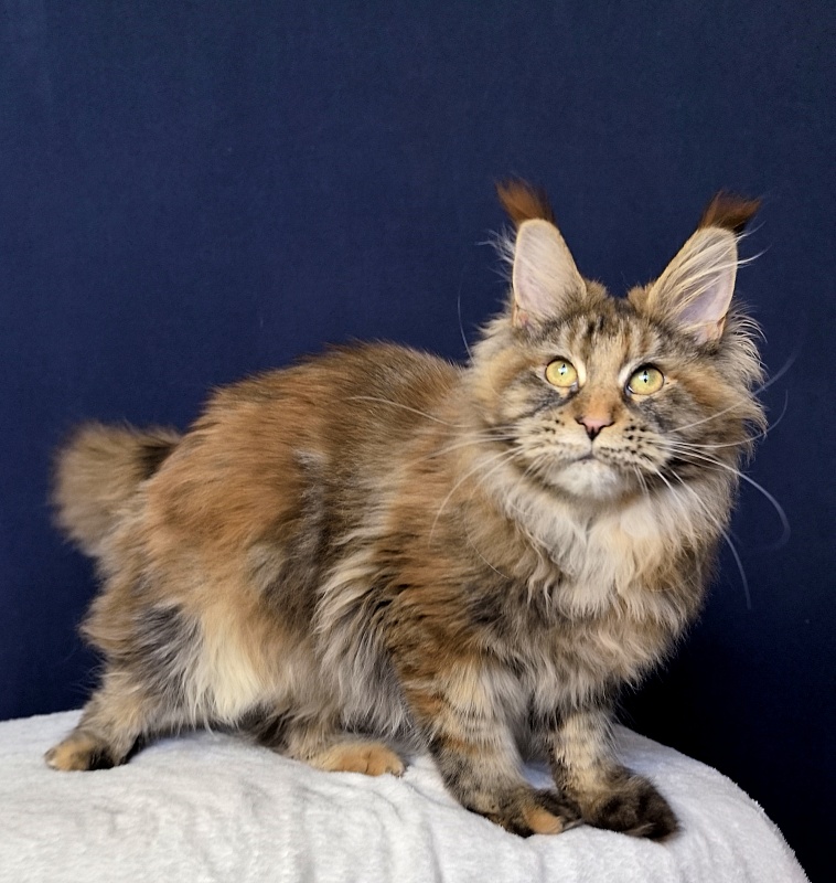 Gloria Kitty Akbars - Kitten maine-coon 6 months 2.5 weeks