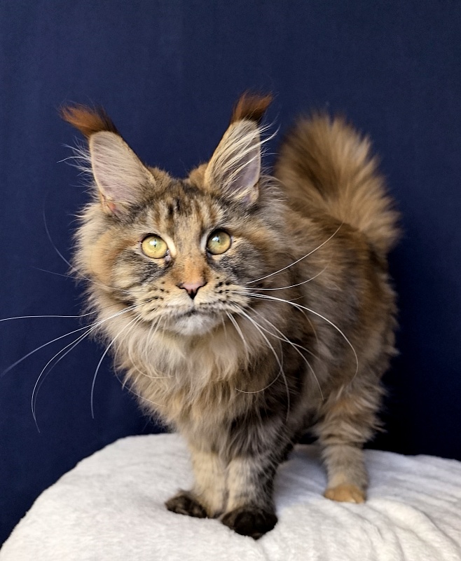 Gloria Kitty Akbars - Kitten maine-coon 6 months 2.5 weeks