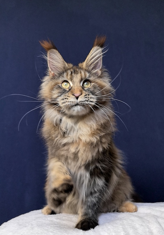 Gloria Kitty Akbars - Kitten maine-coon 6 months 2.5 weeks