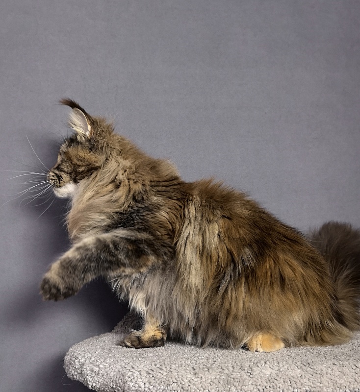 Gloria Kitty Akbars - Junior maine-coon 8 months 2.5 weeks