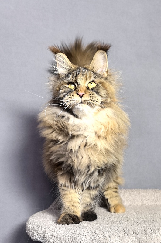 Gloria Kitty Akbars - Junior maine-coon 8 months 2.5 weeks