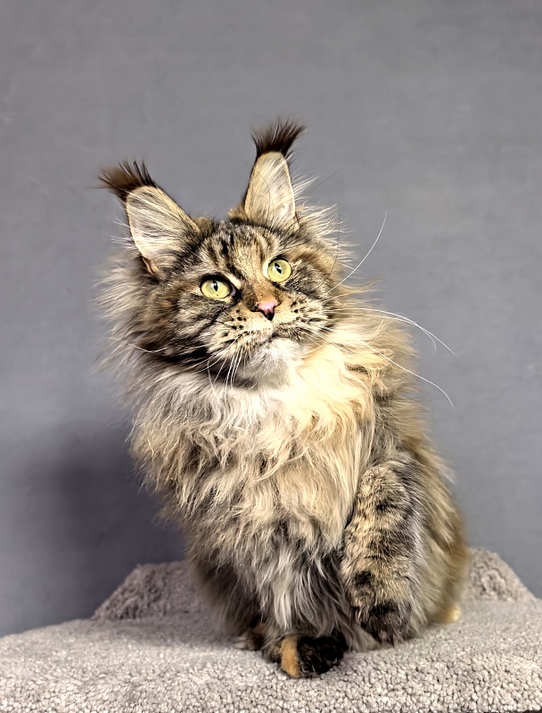 Gloria Kitty Akbars - Junior maine-coon 8 months 2.5 weeks
