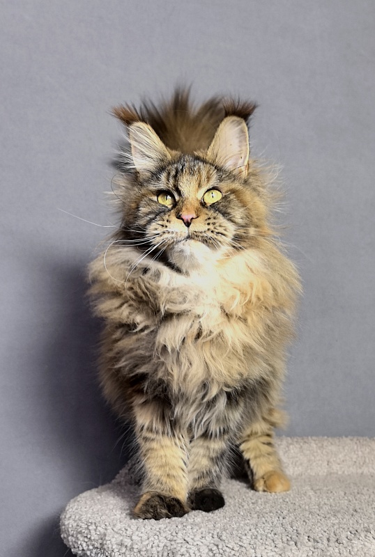 Gloria Kitty Akbars - Junior maine-coon 8 months 2.5 weeks