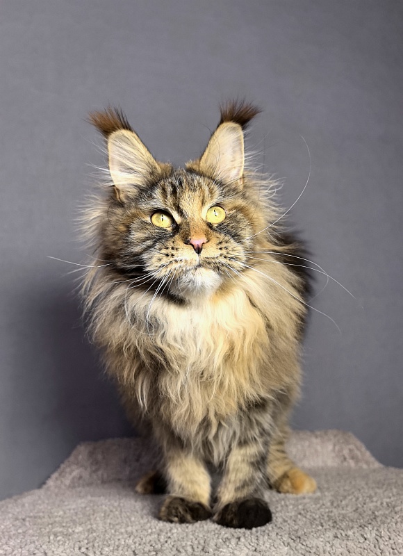 Gloria Kitty Akbars - Junior maine-coon 8 months 2.5 weeks