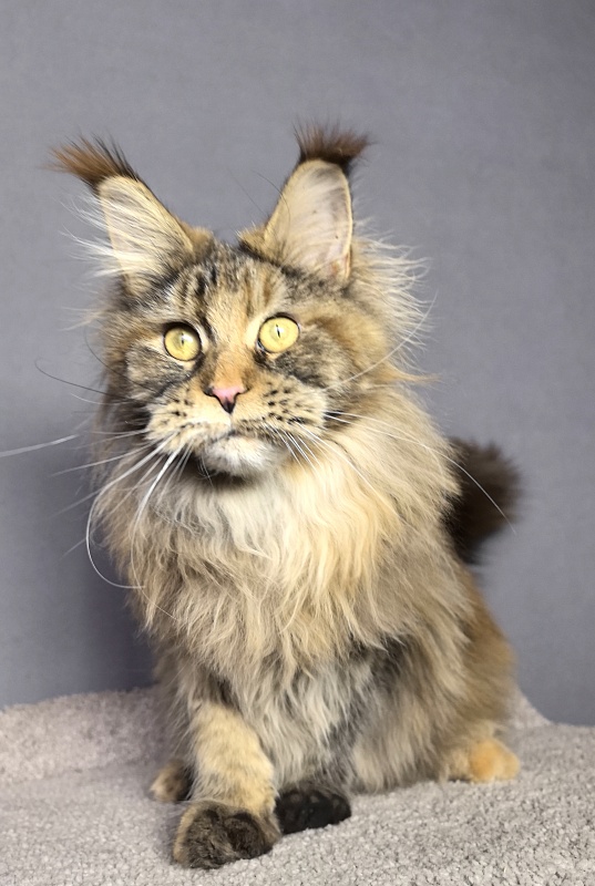 Gloria Kitty Akbars - Junior maine-coon 8 months 2.5 weeks