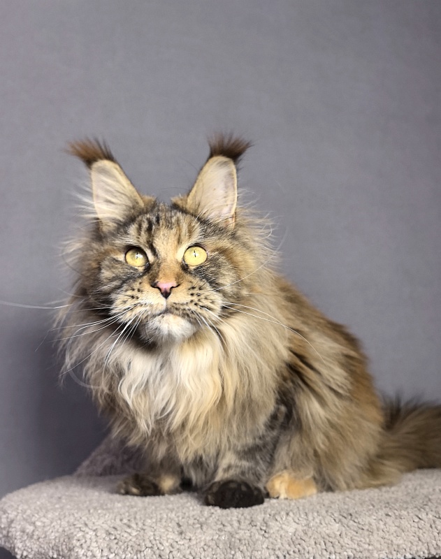 Gloria Kitty Akbars - Junior maine-coon 8 months 2.5 weeks