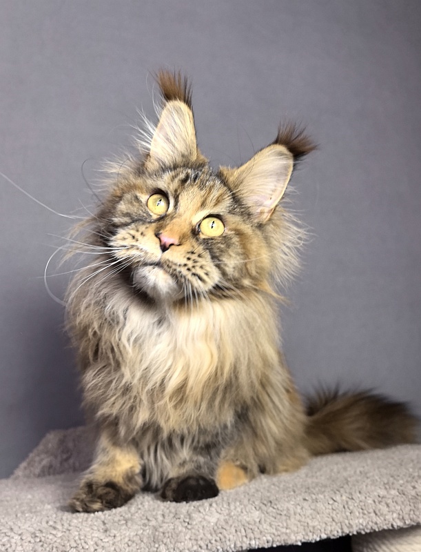Gloria Kitty Akbars - Junior maine-coon 8 months 2.5 weeks