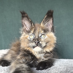 Golda Kitty Akbars