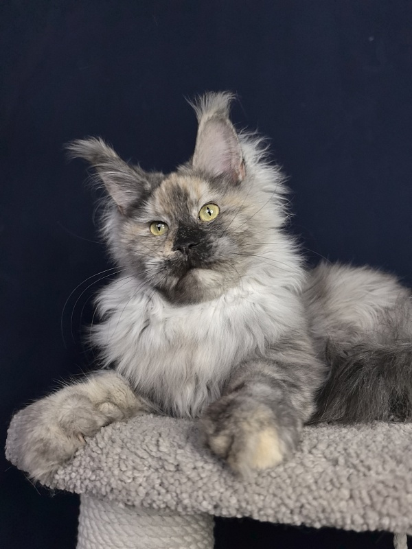 Gretta Kitty Akbars - Junior maine-coon 7 months 2.5 weeks