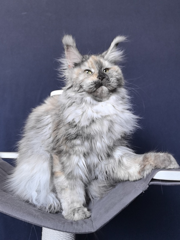 Gretta Kitty Akbars - Adult maine-coon 10 months 3 weeks