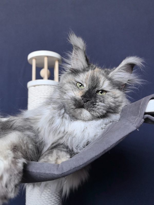 Gretta Kitty Akbars - Adult maine-coon 10 months 3 weeks