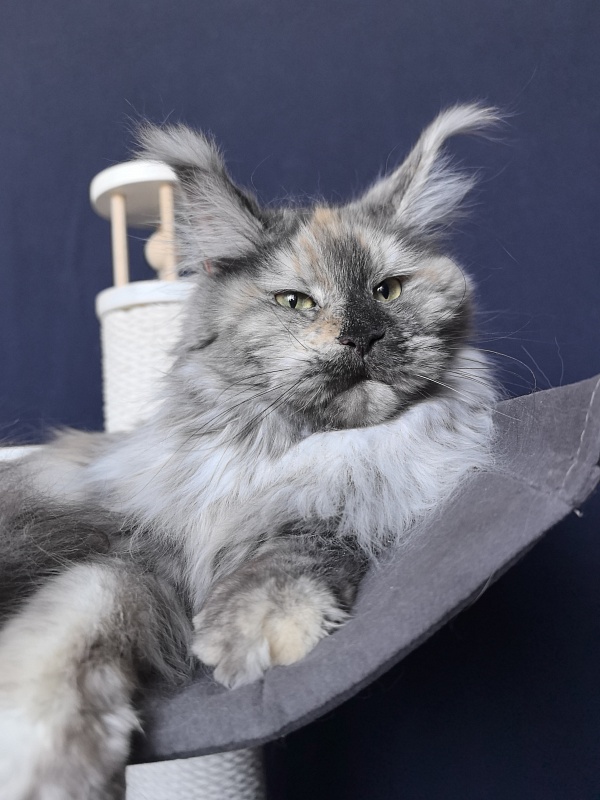 Gretta Kitty Akbars - Adult maine-coon 10 months 3 weeks