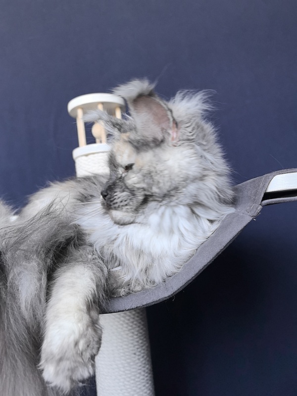 Gretta Kitty Akbars - Adult maine-coon 10 months 3 weeks