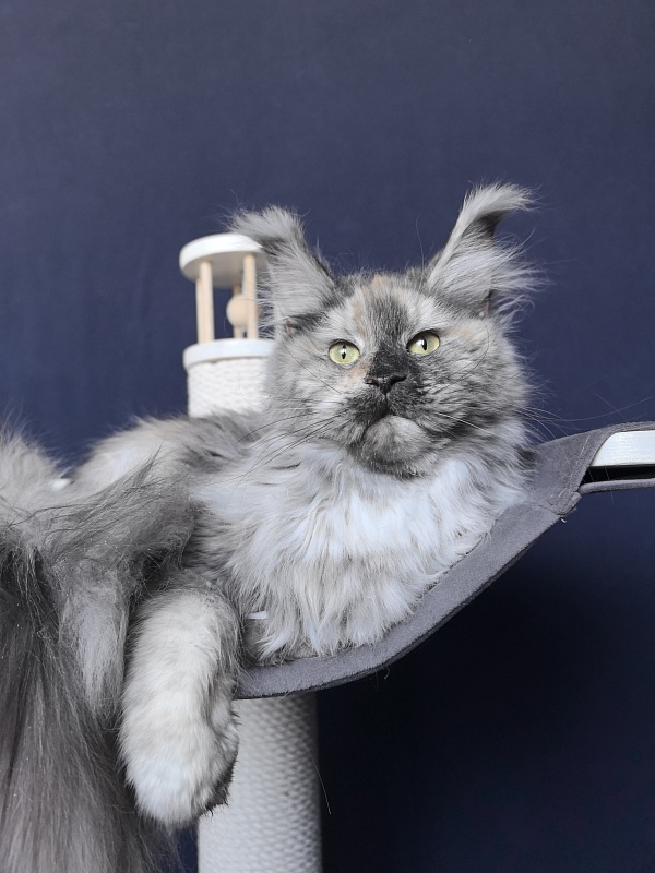 Gretta Kitty Akbars - Adult maine-coon 10 months 3 weeks