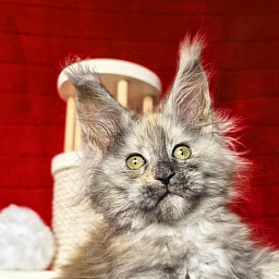 Gretta Kitty Akbars