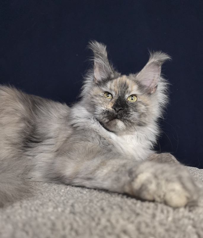 Gretta Kitty Akbars - Junior maine-coon 7 months 2.5 weeks