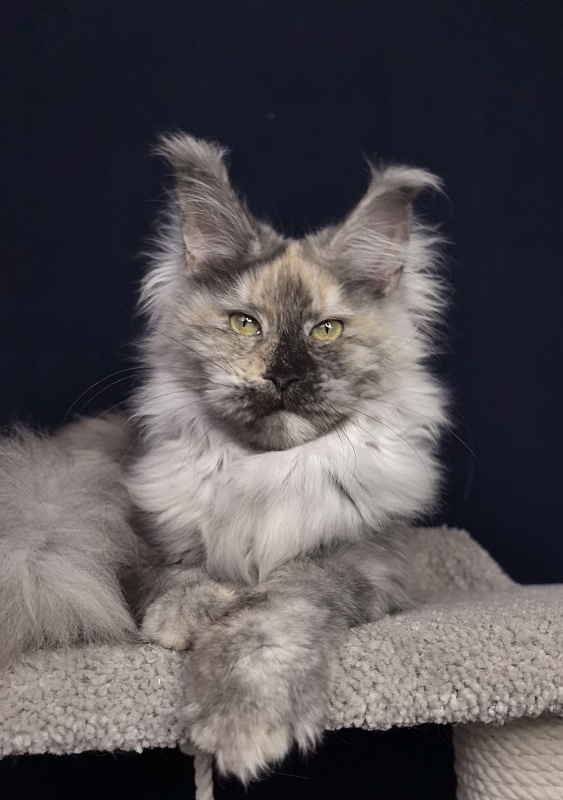 Gretta Kitty Akbars - Junior maine-coon 7 months 2.5 weeks