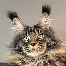 Nike Akbars polydactyl  (66/66)