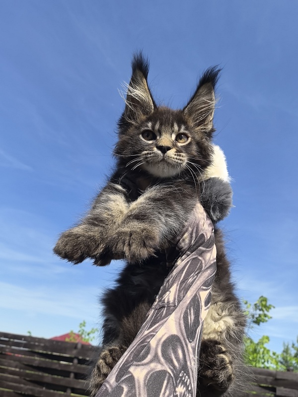 Nike Akbars polydactyl (66/66) - Kitten maine-coon 2 months 1 week