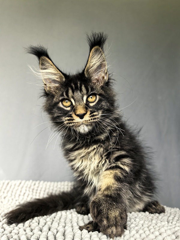 Nike Akbars polydactyl (66/66) - Kitten maine-coon 3 months 0.5 weeks