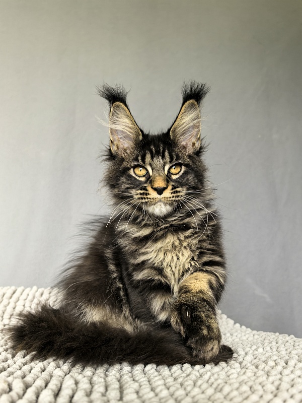 Nike Akbars polydactyl (66/66) - Kitten maine-coon 3 months 0.5 weeks