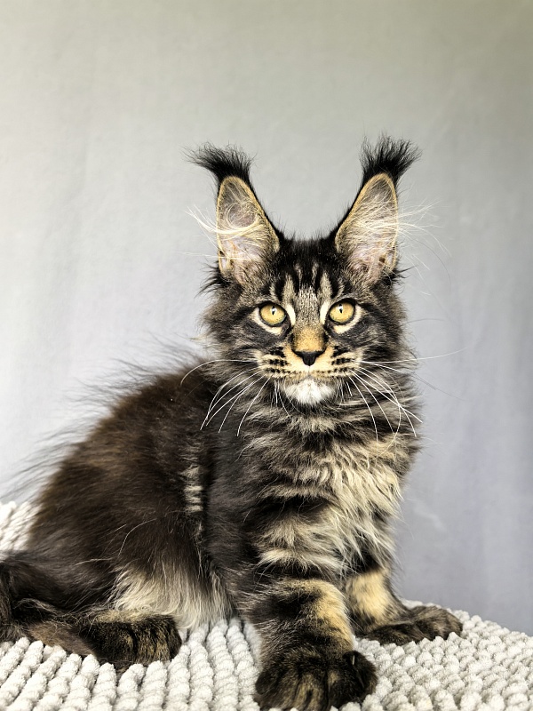 Nike Akbars polydactyl (66/66) - Kitten maine-coon 3 months 0.5 weeks