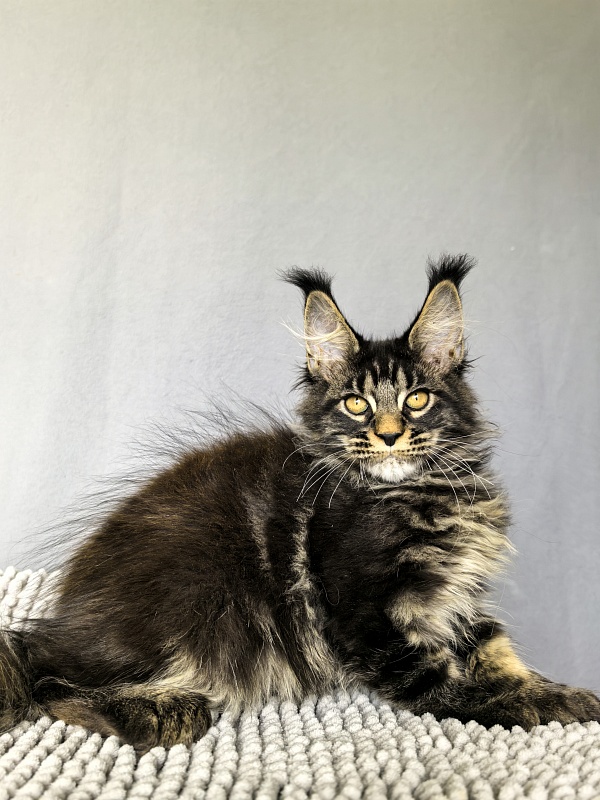 Nike Akbars polydactyl (66/66) - Kitten maine-coon 3 months 0.5 weeks