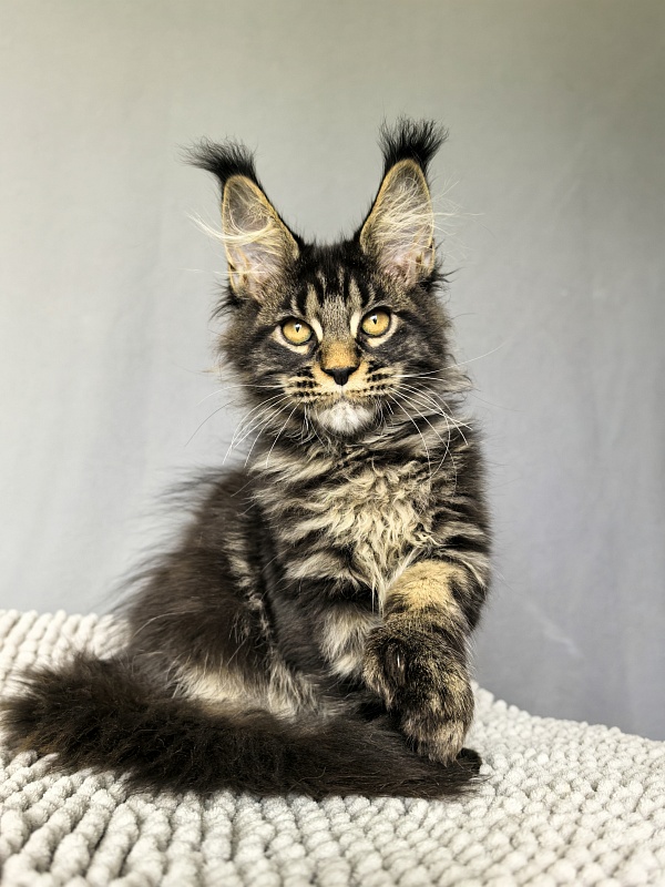 Nike Akbars polydactyl (66/66) - Kitten maine-coon 3 months 0.5 weeks