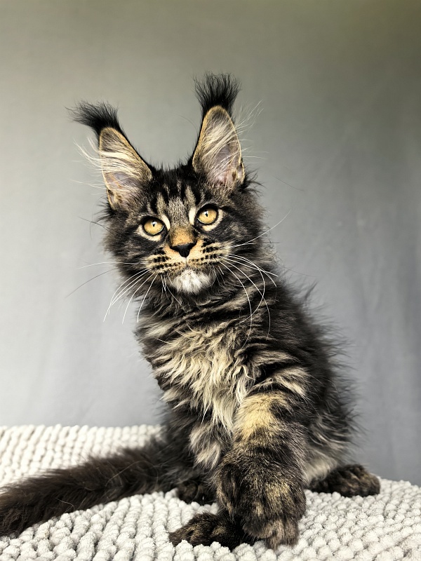 Nike Akbars polydactyl (66/66) - Kitten maine-coon 3 months 0.5 weeks
