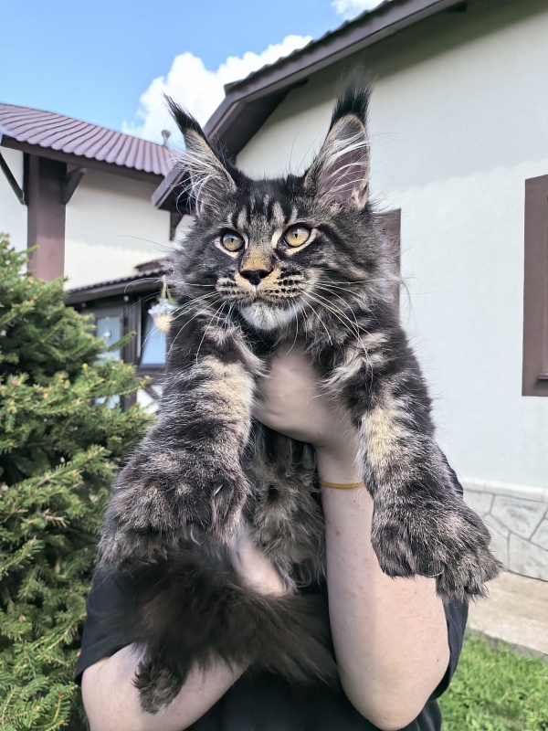 Nike Akbars polydactyl (66/66) - Kitten maine-coon 3 months 4 weeks