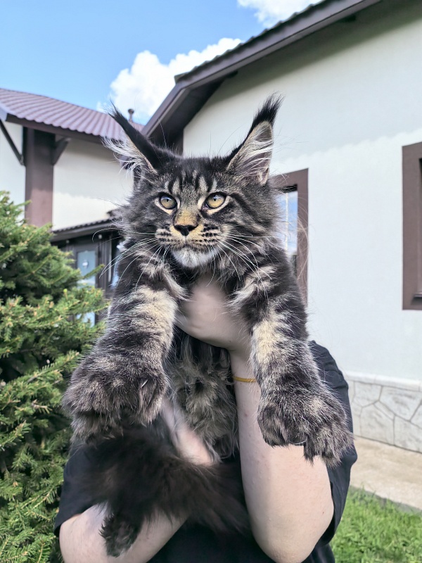 Nike Akbars polydactyl (66/66) - Kitten maine-coon 3 months 4 weeks