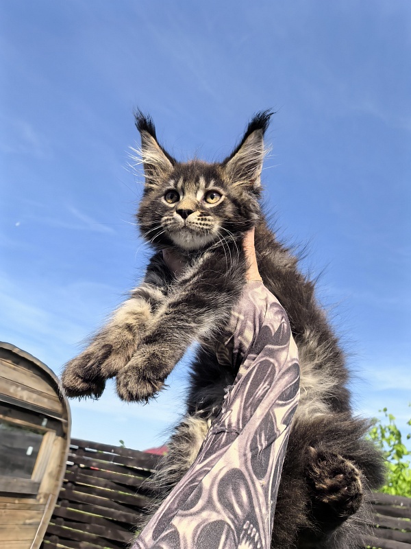 Nike Akbars polydactyl (66/66) - Kitten maine-coon 2 months 1 week