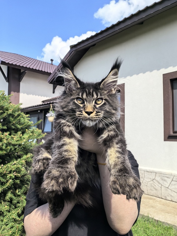 Nike Akbars polydactyl (66/66) - Kitten maine-coon 3 months 4 weeks