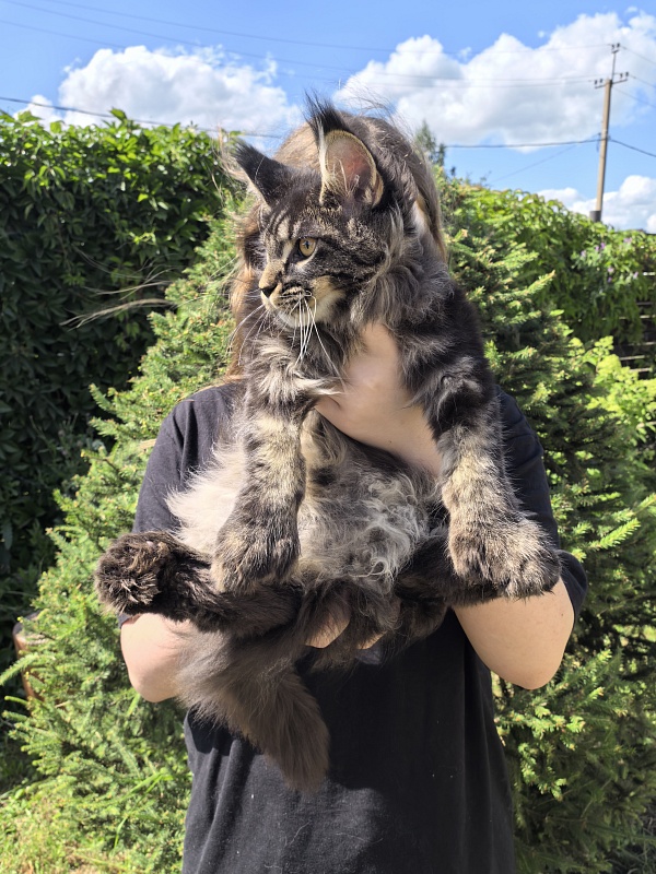 Nike Akbars polydactyl (66/66) - Kitten maine-coon 3 months 4 weeks