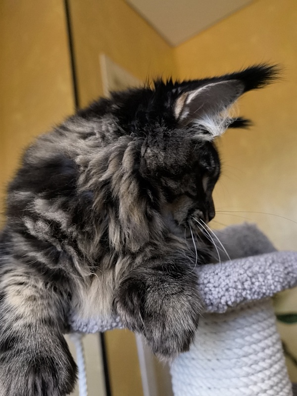Nike Akbars polydactyl (66/66) - Kitten maine-coon 5 months 4 weeks