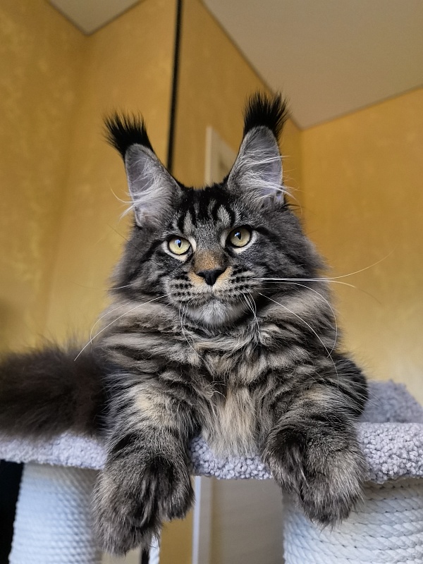 Nike Akbars polydactyl (66/66) - Kitten maine-coon 5 months 4 weeks