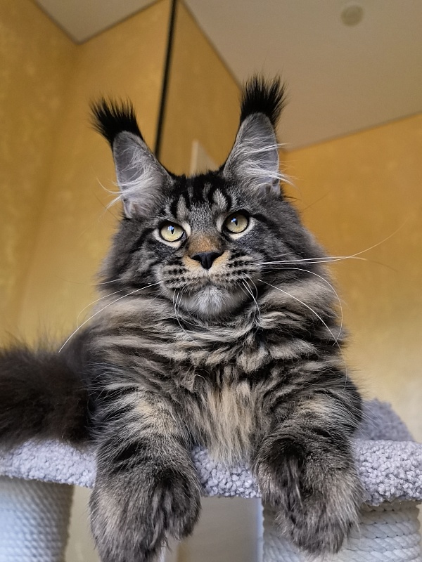 Nike Akbars polydactyl (66/66) - Kitten maine-coon 5 months 4 weeks