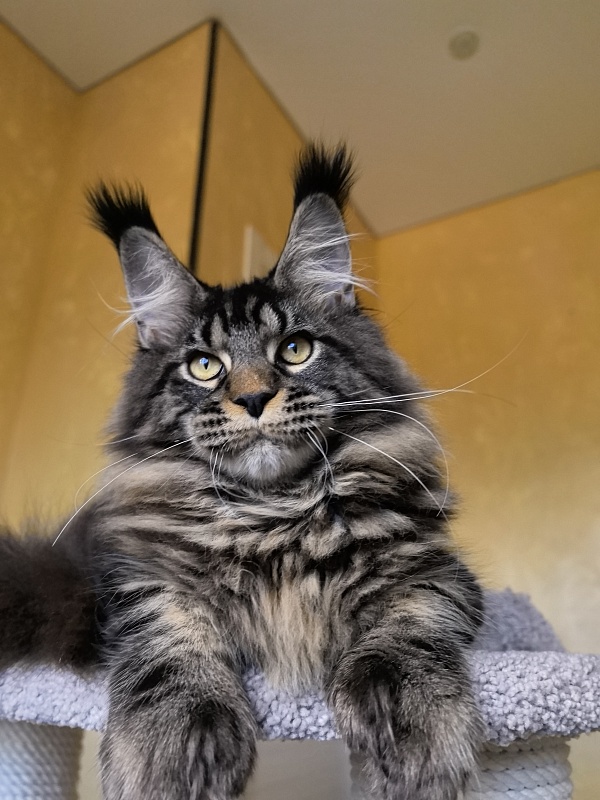 Nike Akbars polydactyl (66/66) - Kitten maine-coon 5 months 4 weeks