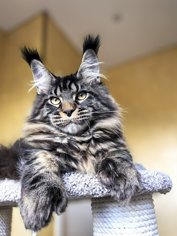 Nike Akbars polydactyl (66/66) - Kitten maine-coon 5 months 4 weeks