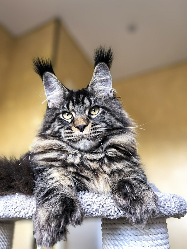 Nike Akbars polydactyl (66/66) - Kitten maine-coon 5 months 4 weeks