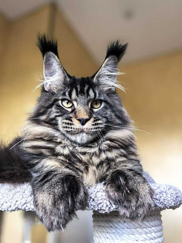 Nike Akbars polydactyl (66/66) - Kitten maine-coon 5 months 4 weeks