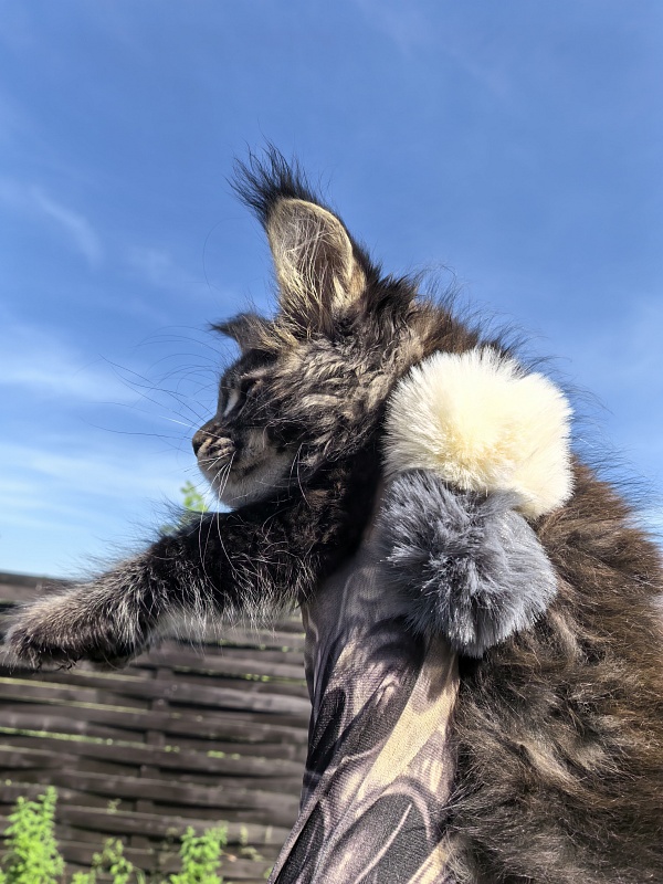 Nike Akbars polydactyl (66/66) - Kitten maine-coon 2 months 1 week
