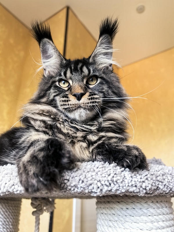 Nike Akbars polydactyl (66/66) - Kitten maine-coon 5 months 4 weeks