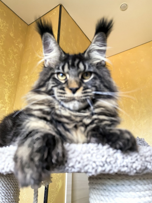 Nike Akbars polydactyl (66/66) - Kitten maine-coon 5 months 4 weeks